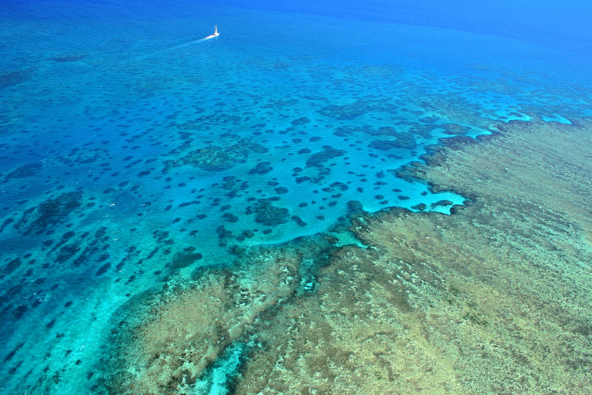 Reviving Eyes, Cancer Progress, and Breeding Coral Reefs