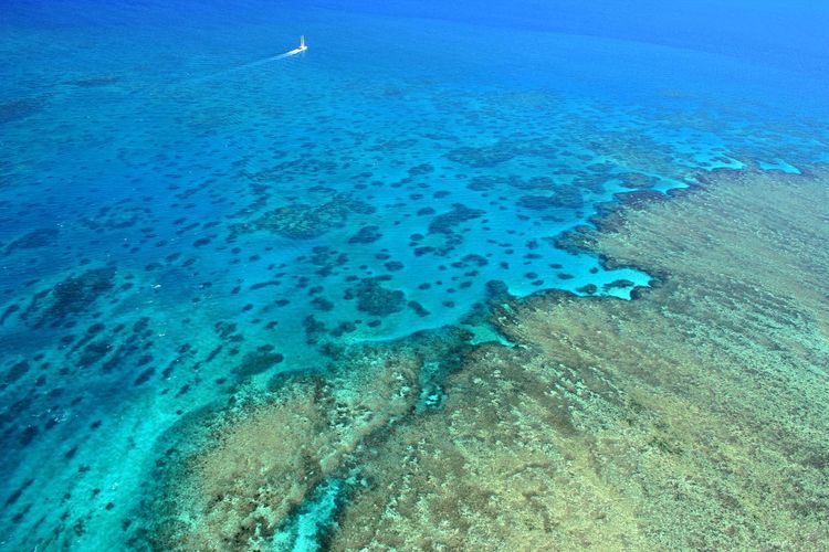 Reviving Eyes, Cancer Progress, and Breeding Coral Reefs